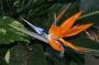 CostaRica06 - 243